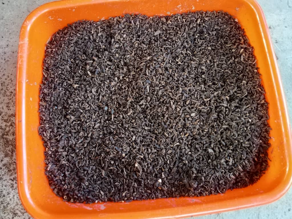 Black Soldier Fly larvae from the Waste to Wealth project at Arapai Campus.