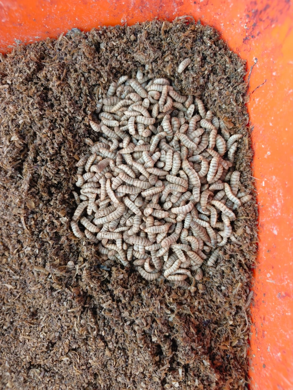 Black Soldier Fly larvae feeding on organic material as part of the Waste to Wealth project’s process of converting waste into useful agricultural products.