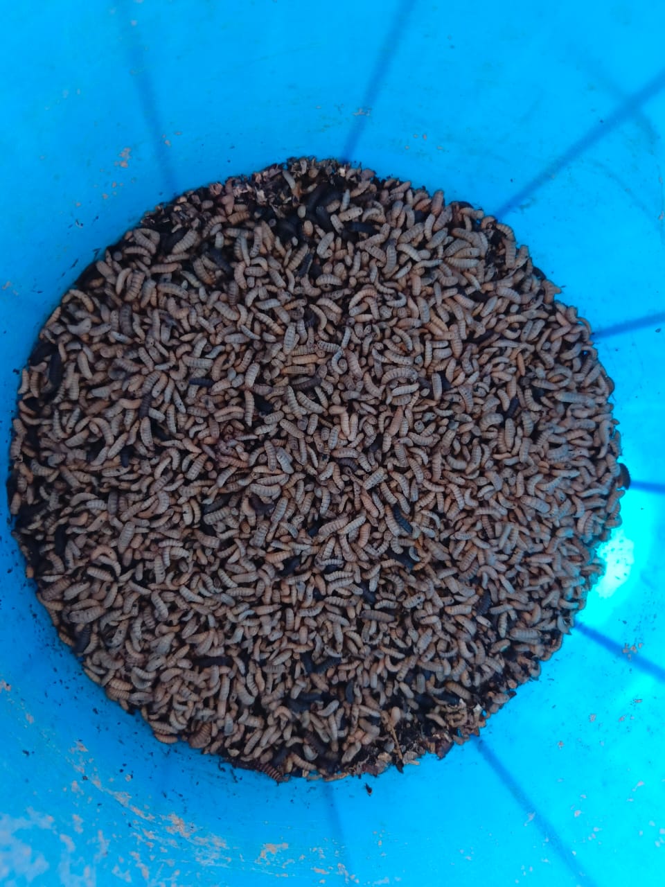 Black Soldier Fly larvae feeding on organic material as part of the Waste to Wealth project’s process of converting waste into useful agricultural products.